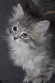 ~retired breeding cats are occasionally available. Siberian Kittens For Adoption Indiana Cute Siberian Kittens