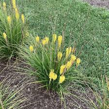 Image result for Kniphofia grantii