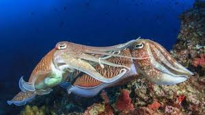 Palung laut mariana saat ini menempati urutan teratas sebagai laut paling dalam di dunia. Perkaya Populasi Ratusan Anakan Cumi Dilepas Di Laut Bangka Target Hingga 20 Ribu Anakan Tribunsolo Travel