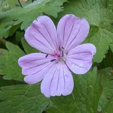 Image result for Geranium arabicum
