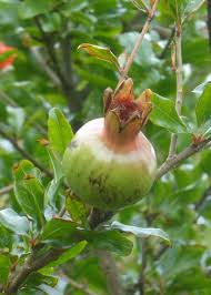 Image result for Punica granatum