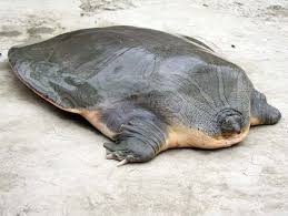 The retarded world of cumball is another step towards the furrification of cartoon network. Cantor S Giant Soft Shelled Turtle Natureisfuckinglit