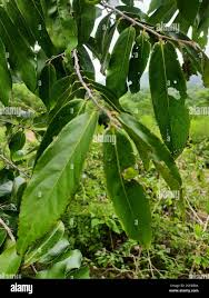 Image result for Huberantha