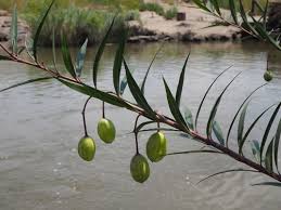 Image result for Gomphocarpus semiamplectens