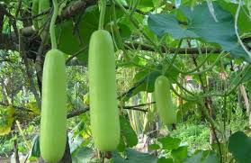 Siapa yang tak kenal dengan sayur labu siam? Harga Labu Air Terbaru Juni 2021 Hargabulanini Com