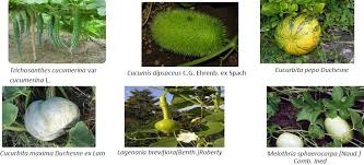 Image result for Lagenaria breviflora