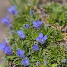 Image result for Craterocapsa