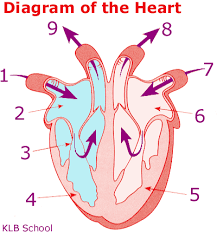 Check spelling or type a new query. Theviral Today331 Questions And Answers On Labeled Unlebled Diagrams Of A Human Cell Short Quiz About The Female Reproductive System Proprofs Quiz Explore The Latest Questions And Answers In Fitc Labeling And