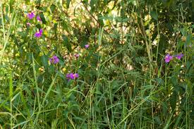 Image result for Melastomastrum