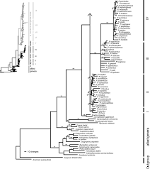 Image result for Ranunculus oreophytus