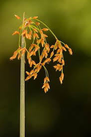 Image result for Schoenoplectus sp.no.1