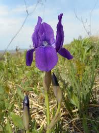 Image result for Zygotritonia atropurpurea