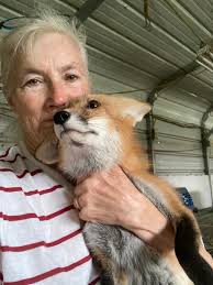 Daddy Dog Fox' This Beautiful Fox is Father to 6 adorable & healthy Kits!  Rather appropriate to post today being it's Father Day!