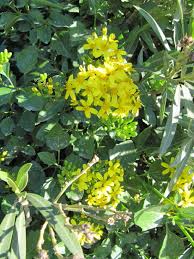 Image result for Senecio tamoides