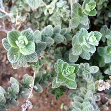 Oregano was often gathered in bunches and used as a brush or sprinkler for purification rituals. Wild Zaatar Oregano Seeds Origanum Syriacum 30 Seeds In Etsy