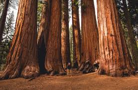 With so much to see, it is for more information on all these campgrounds, visit the sequoia and kings canyon national parks camping page. A Guide To Sequoia National Park Rvshare Com