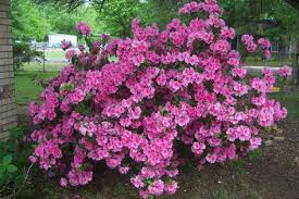 Davy S Louisiana Gardening Blog Azaleas Still Going Strong Azalea Bush Flowering Bushes Rock Garden Plants