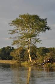 Image result for Acacia xanthophloea