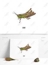 It is the center area to which all appendages attach. 14000 Flying Insect Hd Photos Free Download Lovepik Com