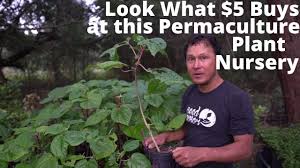 Über 80% neue produkte zum festpreis; Best Permaculture Perennial Vegetable Fruit Tree Nursery That Ships To You Youtube