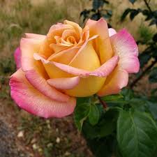 Remontant, il offre une floraison perdurant en automne sur un beau feuillage aux folioles rondes et brillantes. Epingle Sur Rose Mme A Meilland Peace