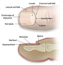 My big toe nails were not so lucky. Ingrown Toenails Digging Out The Facts Bpj65 December 2014