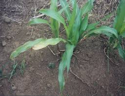 This is due to the use of products of plant, animal and microbial origin, capable of eliminating the disturbances of the gut microbiocenosis and restore the biochemical parameters of the macroorganism. Molybdenum Deficiency Plant Disorder Wikipedia