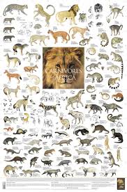 These famous african animals are often top of the list for a safari. Carnivores Of Africa Poster Carnivorous Animals Mammals List Of Animals