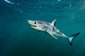 Image result for Shark