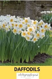 Jul 16, 2020 · hellebores helleborus. Spring Blooms All About Daffodils Stirringmyspicysoul