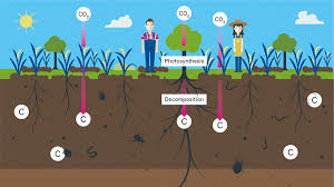 fertile soil is a natural co2 sink
