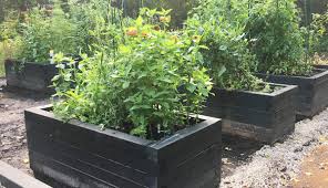 Red pepper flakes, pungent spices, hot sauce, mothballs, garlic and onions, and other intensely flavored or scented items can confuse and. How To Grow Tulips Even If You Garden With Deer And Rabbits The Impatient Gardener