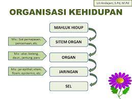 1 urutan tingkatan organisasi kehidupan dibawah ini 20 Soal Dan Jawaban Sistem Organisasi Kehidupan Kelas 7 Kurikulum 2013 Materi Kimia