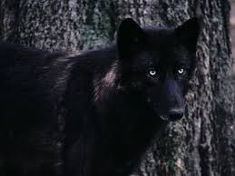 We did not find results for: Black Wolf Beautiful Eyes Kewl Black Wolf Wolf Photos Timber Wolf