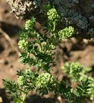 Image result for Coronopus integrifolius