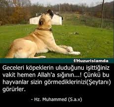 Raperin Hiva Kocahal Adli Kullanicinin Anlamli Sozler Panosundaki Pin Otlar Tavsiye Sozleri Biliyor Muydunuz