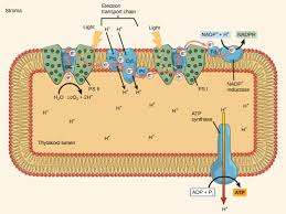Biology, The Cell, Photosynthesis, The Light-Dependent Reactions of  Photosynthesis | OERTX