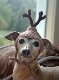 Can T Stop Laughing Pet Halloween Costumes Pet Costumes Halloween Animals