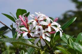 Hortensia juga populer dengan nama kembang salah satu tanaman hias bunga terindah kamu bisa menanam tanaman hias bunga ini dengan pot atau langsung pada lahan tanah. Tanaman Hias Peneduh Berbunga Indah Plumeria Alias Bunga Kamboja Yang Rajin Berbunga Planter And Forester