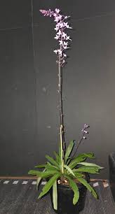 Image result for Stenoglottis