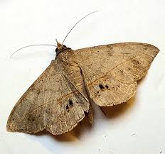 Image result for Rhynchosia luteola