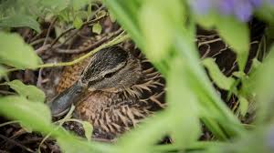 Entenküken sind mit daunen bedeckt, die nicht wasserundurchlässig sind, und ihre körper sind in dieser lebensphase noch zu schwach, um allein zu schwimmen. Entenkuken Am Bundesforschungsministerium Bmbf