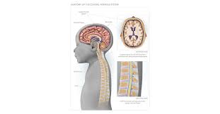 We did not find results for: Anatomy Of The Central Nervous System High Impact Visual Litigation Strategies