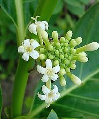 Image result for Morinda asteroscepa