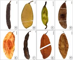 Image result for Scorodophloeus zenkeri