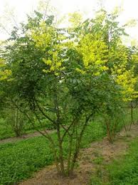 Koelreuteria Paniculata Blasenesche Blasenbaum Chinesischer Lackbaum Mehrstammig Blasenbaum Haus Baume Kleine Baume