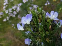 Image result for Psoralea