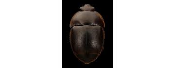 Beetle larvae will also eat the when you know how to get rid of hive beetles, you can protect your colony from disaster. Guide To Small Hive Beetle Traps And Treatment