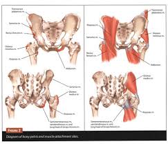 Image result for Hip Apophysitis