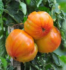 La Tomate Ananas Tomate Ananas Potager Tomates Jardin De Legumes